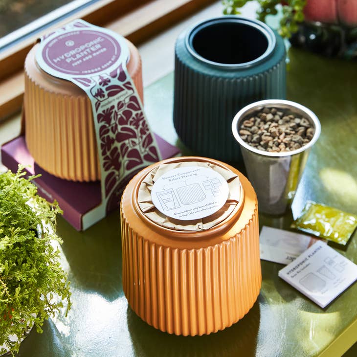 Flower Grow Kit - Daisy Daydream