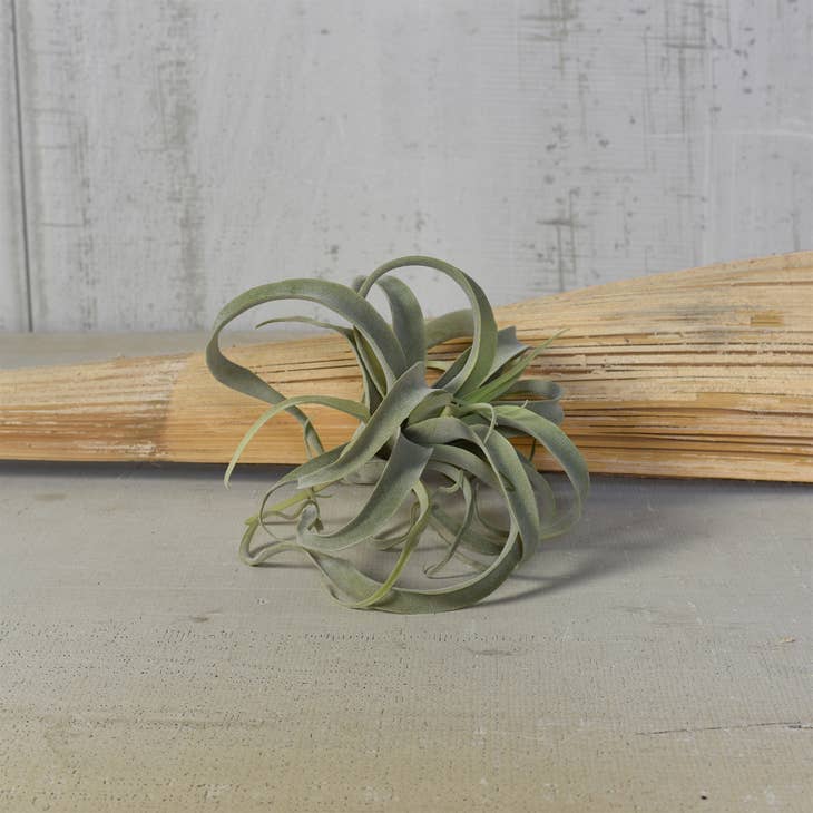 Faux Tillandsia - Large