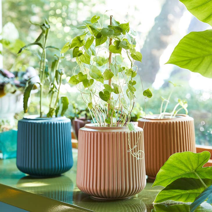 Flower Grow Kit - Daisy Daydream