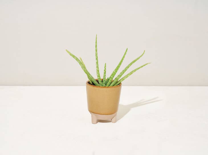 Glow & Grow Candle - Desert Oasis