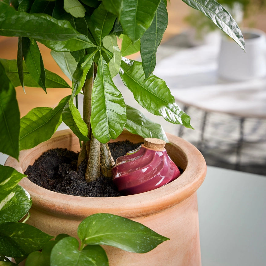 Terracotta Watering Bulb - Plum