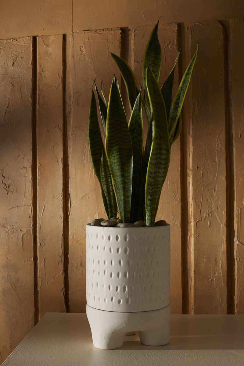 Small Dache Pot