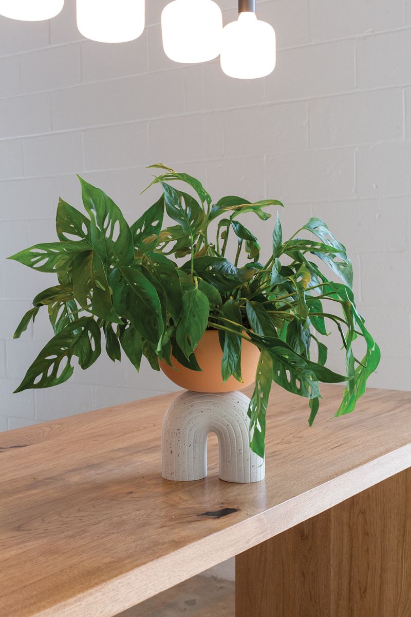 Enara Bowl