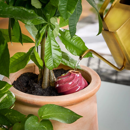 Terracotta Watering Bulb - Plum