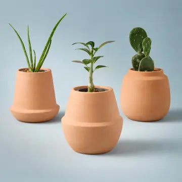Terracotta Grow Kits - Aloe