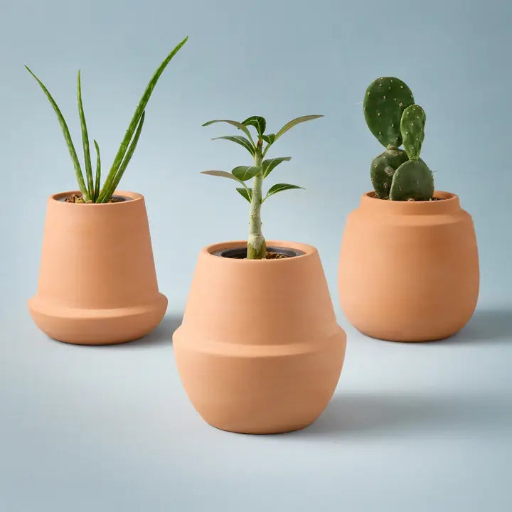 Terracotta Grow Kits - Bonsai