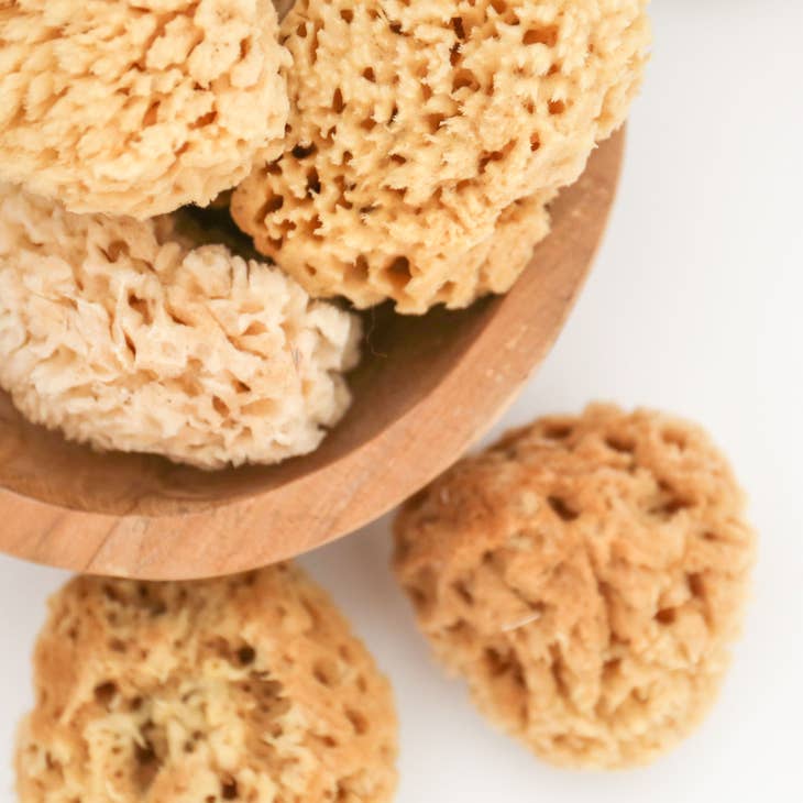 Body Sea Sponge