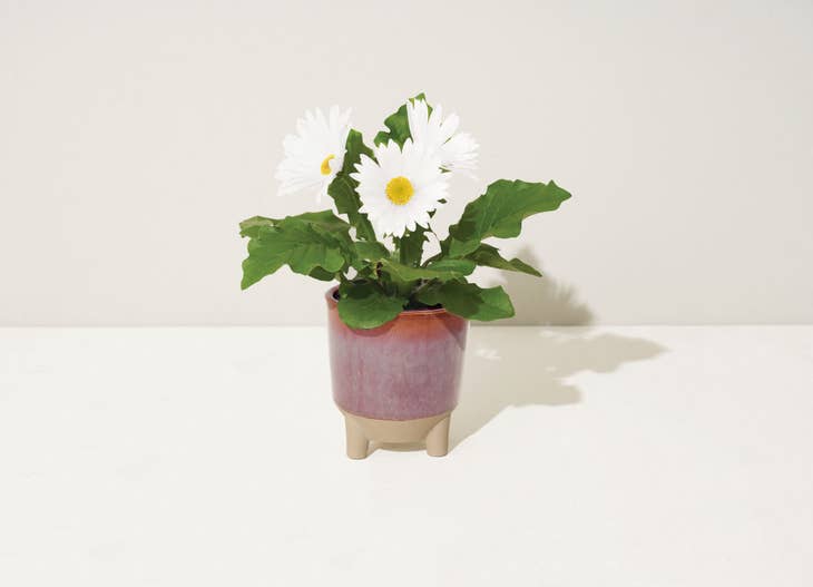 Glow & Grow Candle - Wildflower Fields