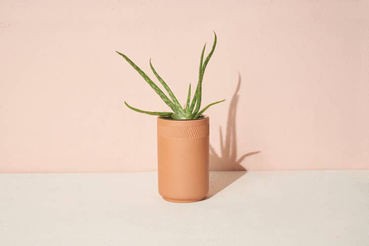 Terracotta Grow Kit - Aloe