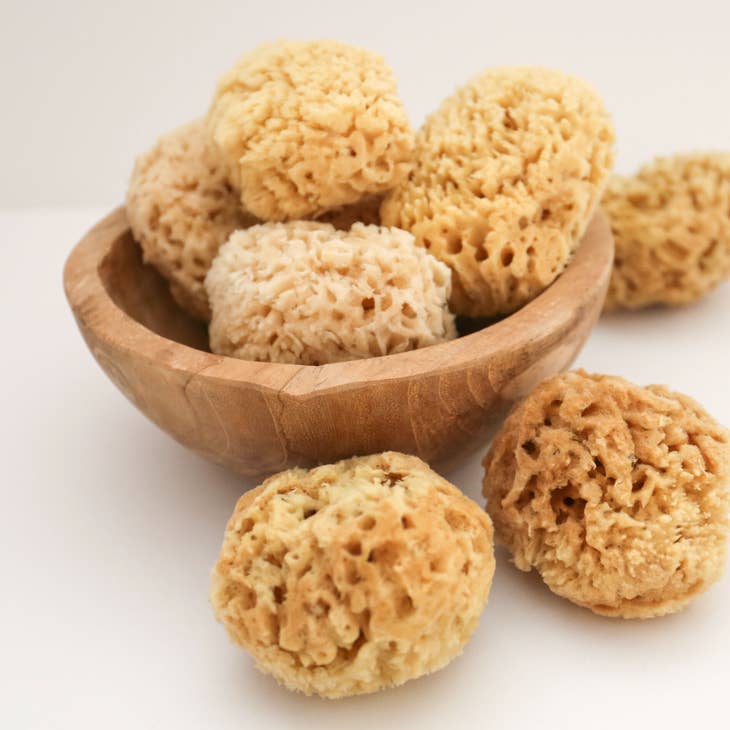 Body Sea Sponge