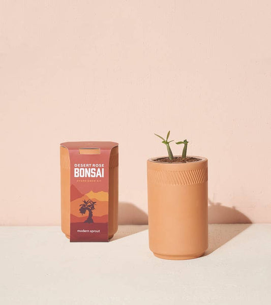 Terracotta Grow Kit - Desert Rose