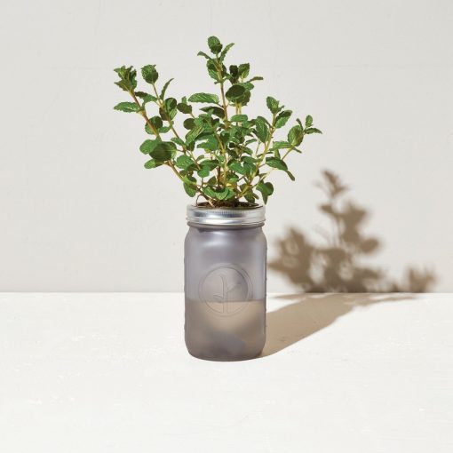 Garden Jar - Mint