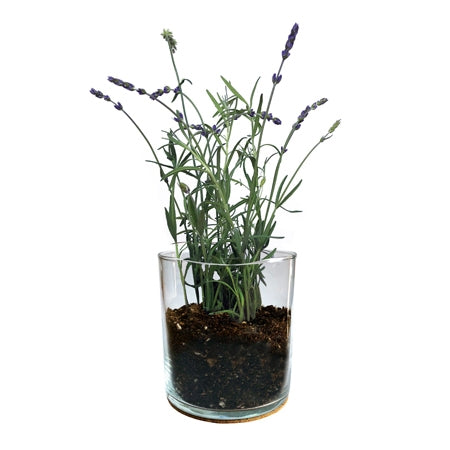 Essential Lavender Flower Garden
