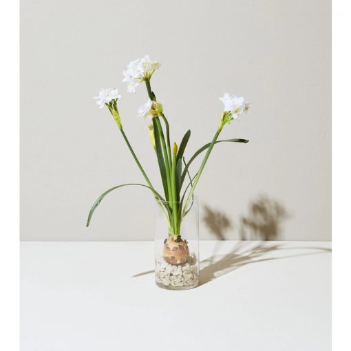 Paperwhites Bulb Kit
