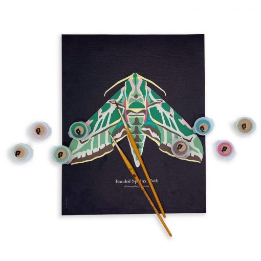 Paint by Number Kit - Moth