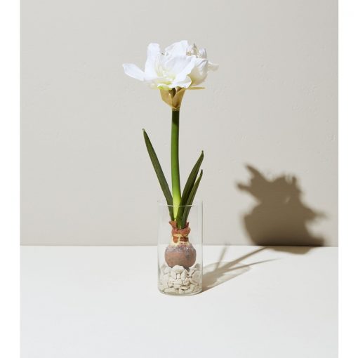 Amaryllis Bulb Kit
