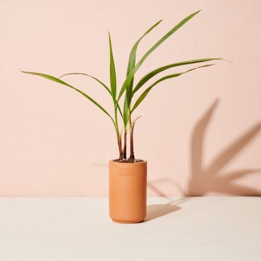 Terracotta Grow Kit - Palm