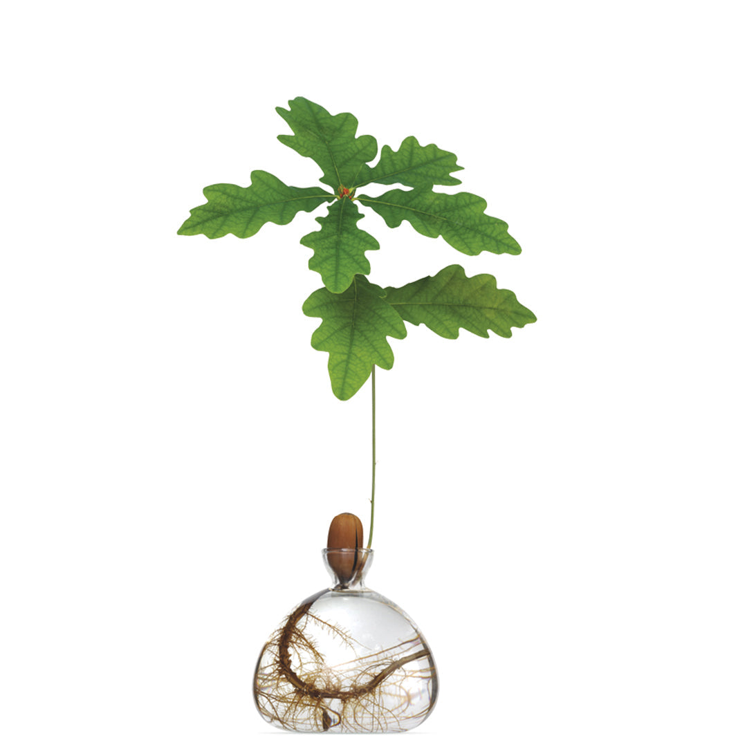 Acorn Vase - Clear