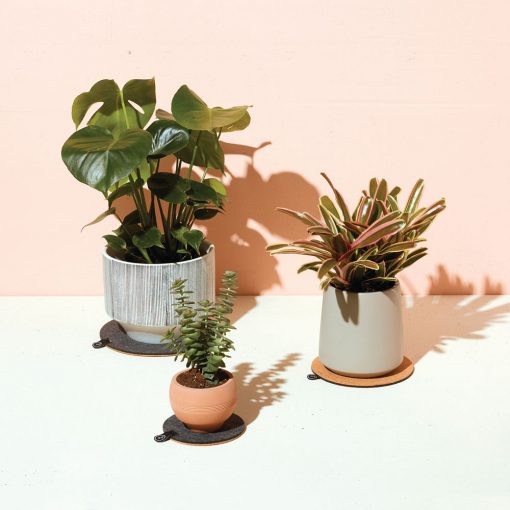 Plant Trivet Set