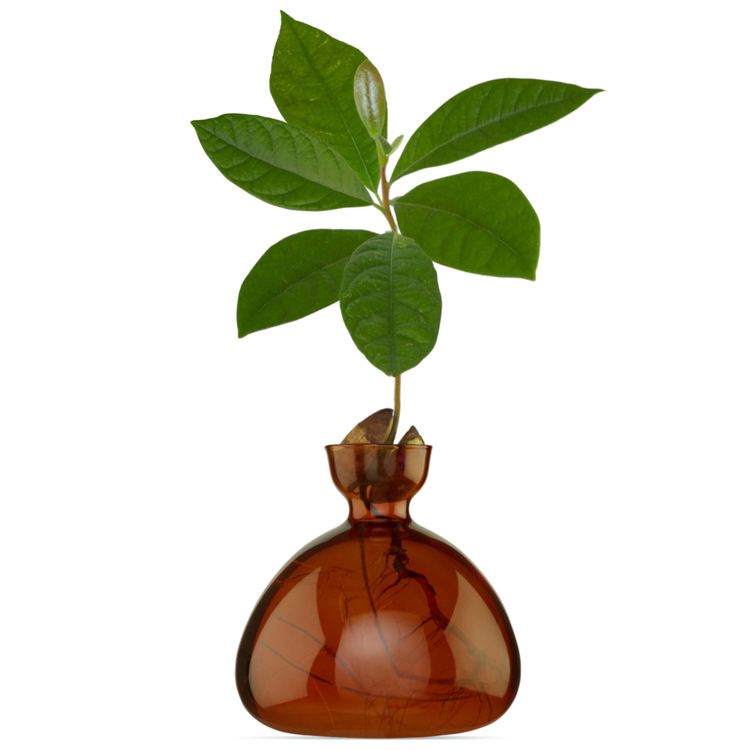 Avocado Vase - Russet Brown