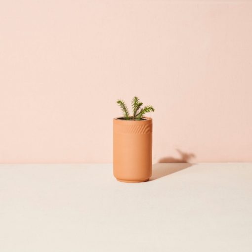Terracotta Grow Kit - Spruce