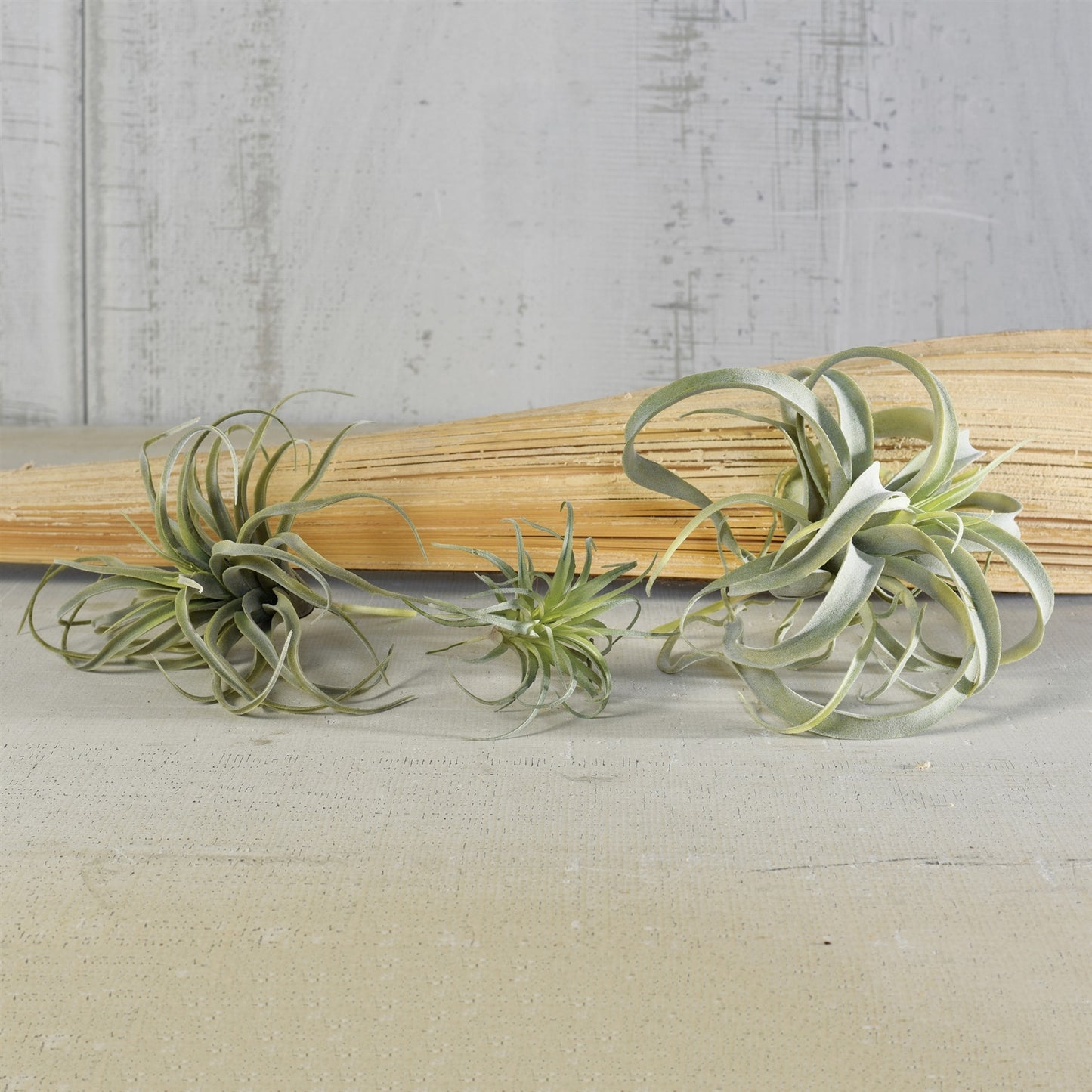Faux Tillandsia - Large