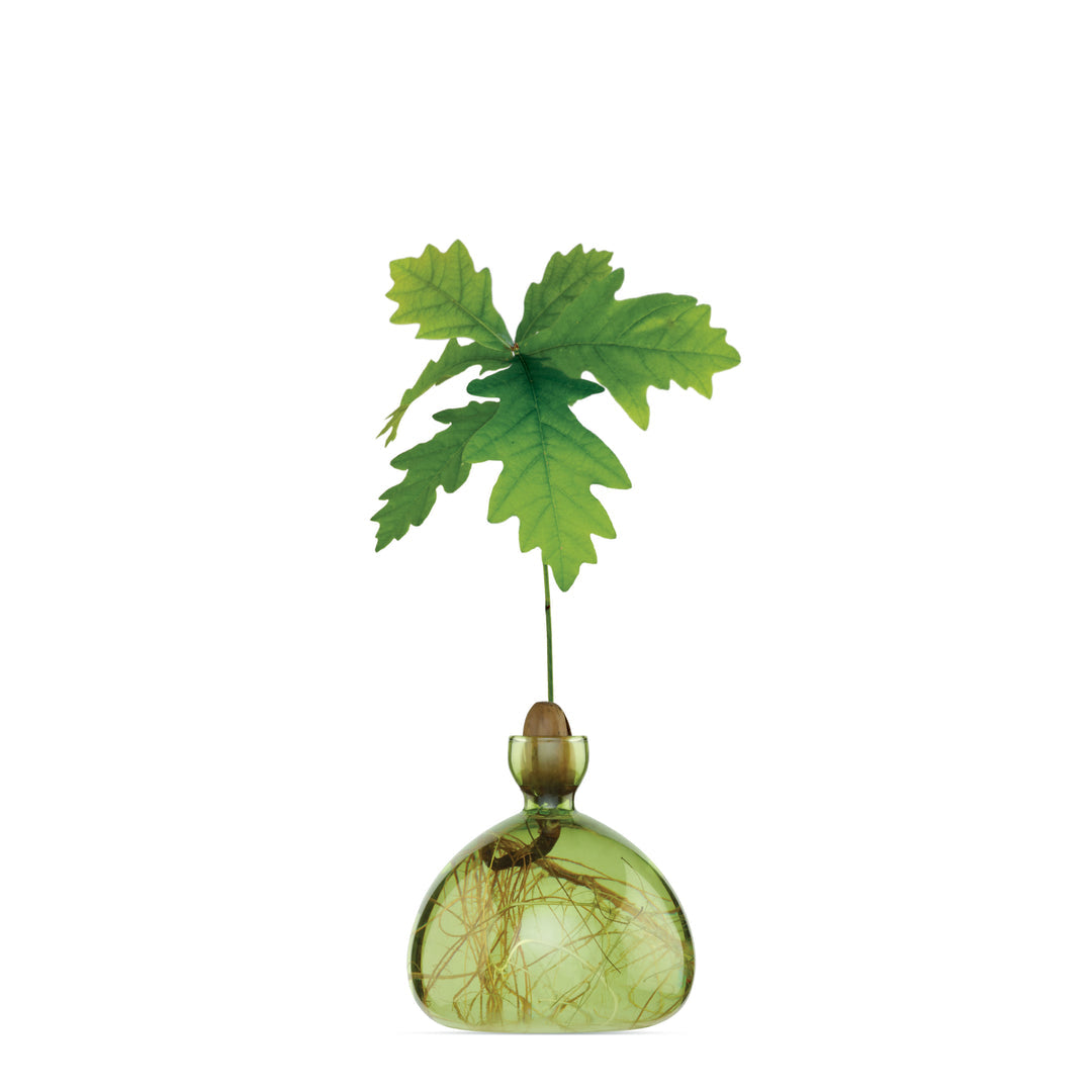 Acorn Vase - Grass Green