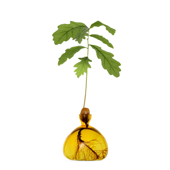 Acorn Vase - Mellow Yellow