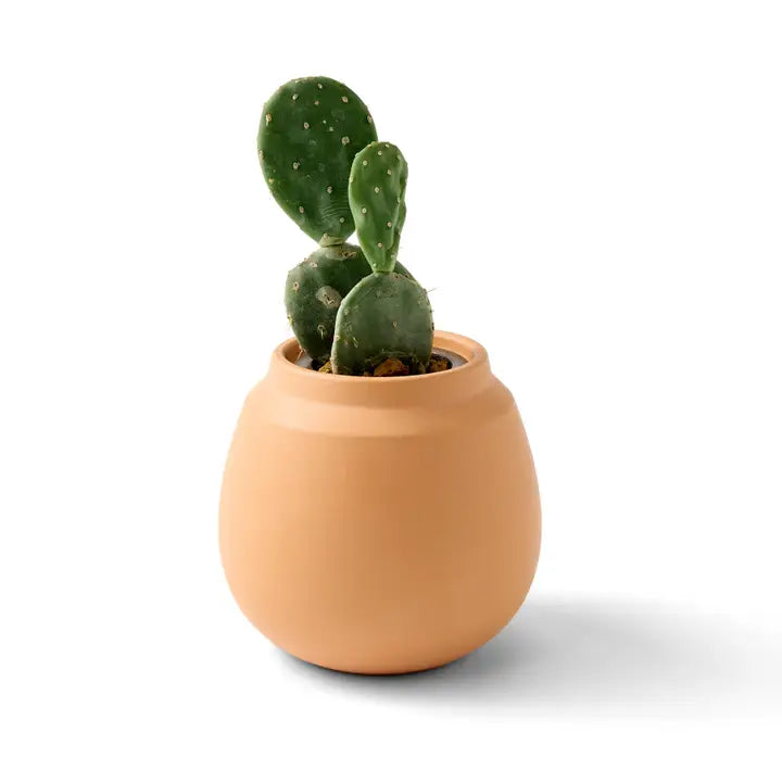 Terracotta Grow Kits - Cactus