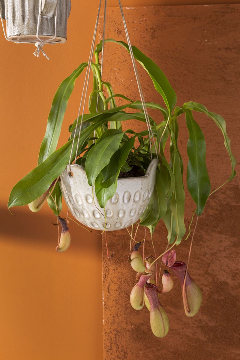 Cromwell Hanging Pot - 7 inch