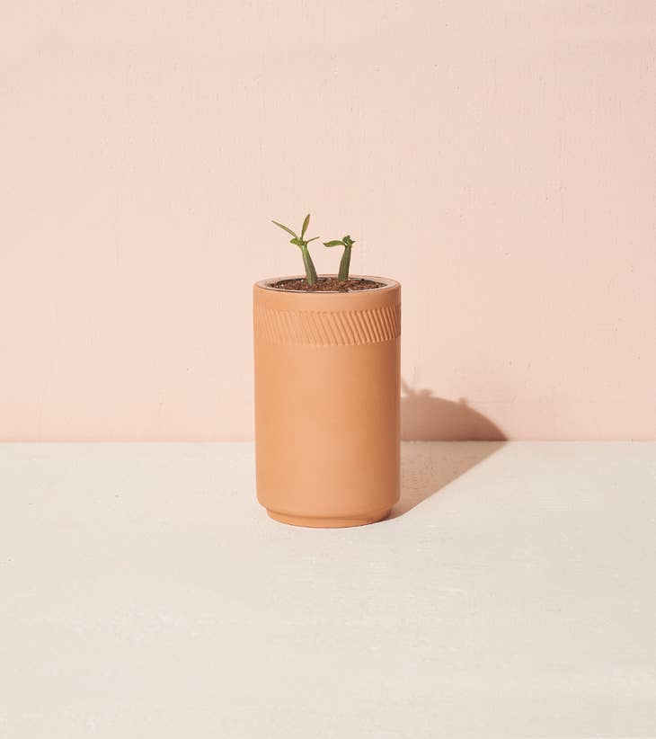 Terracotta Grow Kit - Desert Rose