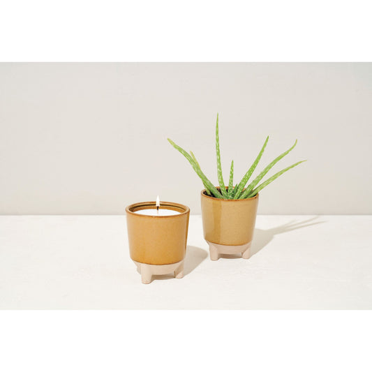 Glow & Grow Candle - Desert Oasis