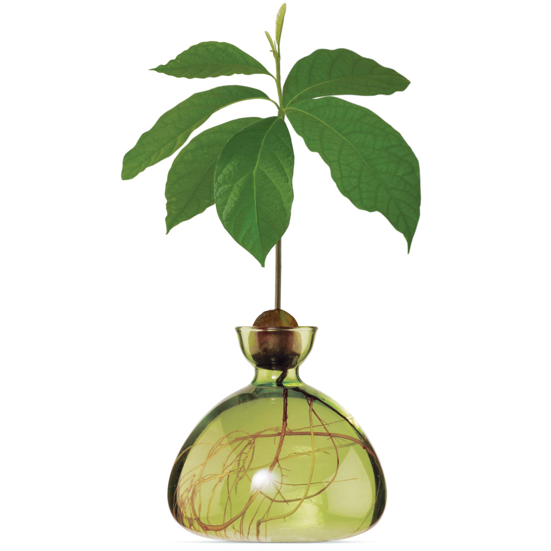 Avocado Vase - Grass Green