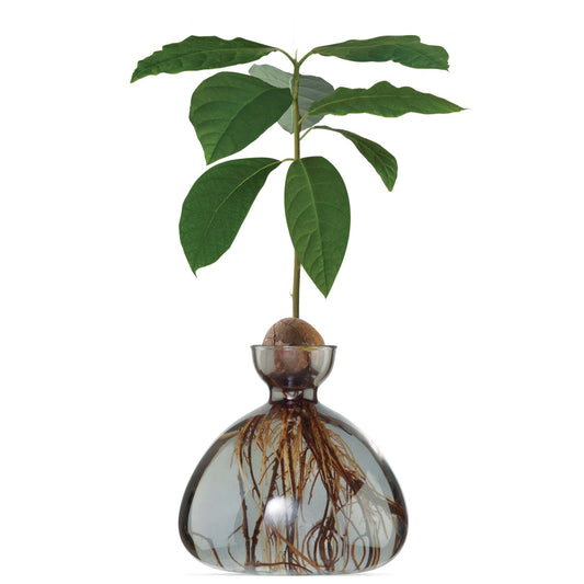 Avocado Vase - Smoke Grey