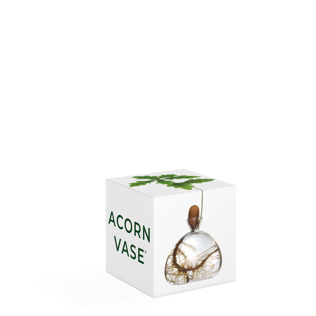 Acorn Vase - Clear