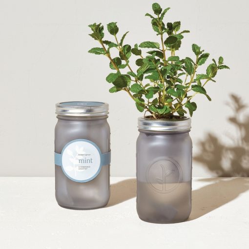 Garden Jar - Mint